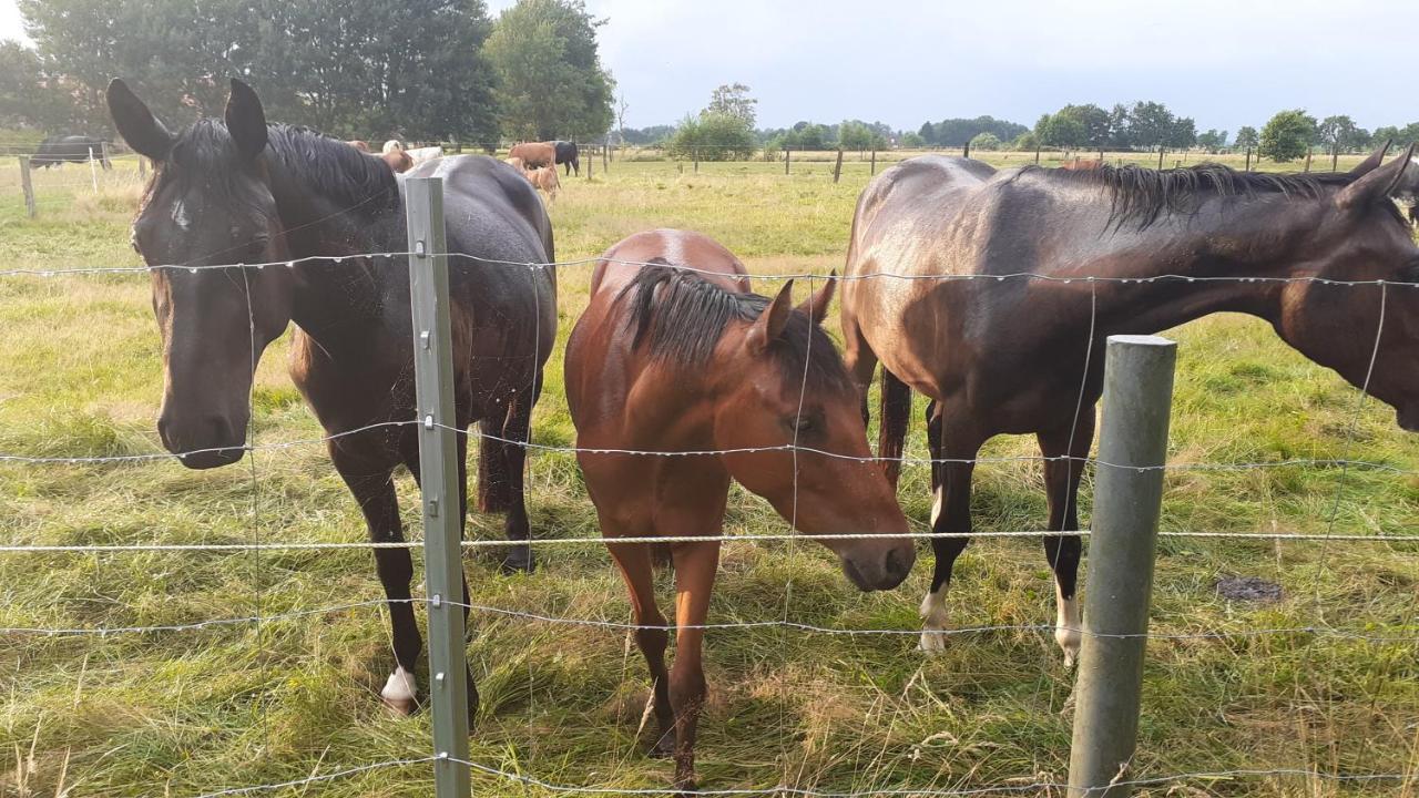 Appartamento Mensteder Utkiek Großheide Esterno foto